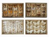 quatre espèces différentes de papillons dans une boîte en bois sur fond blanc