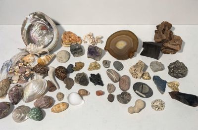 beaucoup de coquillages et d'autres objets sur la table