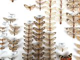 many different types of moths displayed on a wall