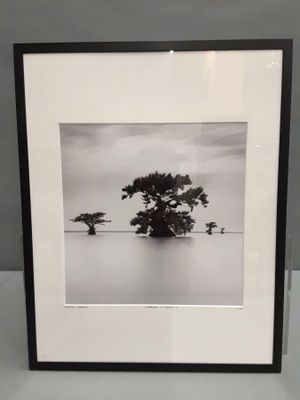 photographie en noir et blanc d'un arbre solitaire au milieu d'un plan d'eau