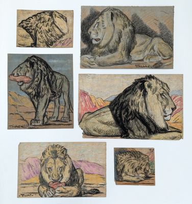 several drawings of a lion and a lioness laying on the ground
