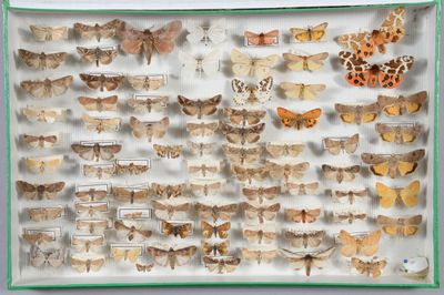 de nombreux papillons de nuit différents exposés dans une vitrine