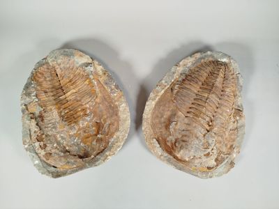 two fossilized trilopods are shown on a white surface