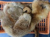two puppies in a plastic basket on the floor
