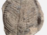 an image of a piece of stone that looks like a shell