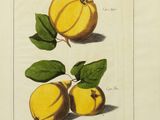 an illustration of two peachs with green leaves on them