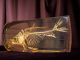 a fish skeleton in a glass bottle on a table