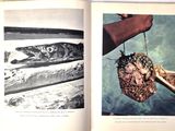 two pages of a book with pictures of fish on them