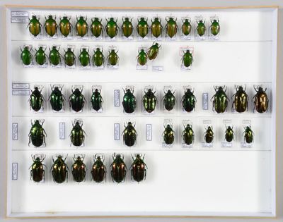 de nombreux coléoptères exposés dans une vitrine