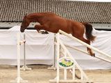 a horse that is jumping over an obstacle