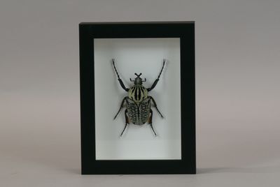 a close up of a bug in a black frame on a white background