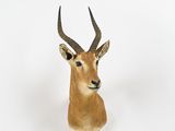 une tête d'antilope accrochée au mur sur un fond blanc
