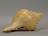 an image of a large yellow shell on a gray surface