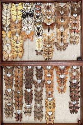 many different types of moths displayed in a display case