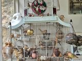 une cage blanche contenant de nombreux oiseaux