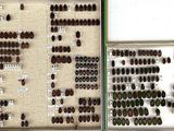 many different types of beetles in a display case