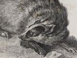 a black and white drawing of a badger on the ground