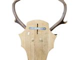 the head of a deer with antlers is mounted on a wall