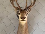 a deer head mounted on the wall of a bathroom