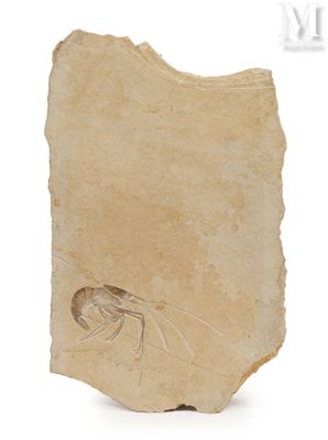 fossil of a shrimp on a piece of paper on a white surface