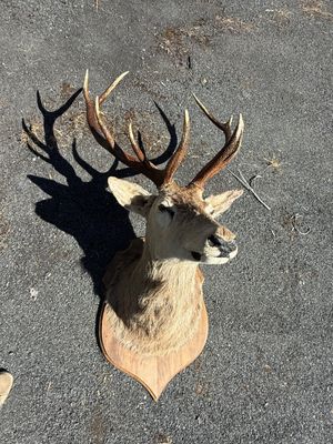 a dead deer head on the ground with antlers on it