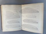 an open book with drawings of different types of corn on it