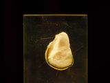 an image of a yellow piece of food in a glass box
