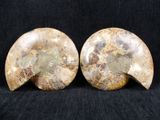 pair of fossilized ammonite bookends on black background