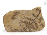 a rock with a fossil on it on a white surface