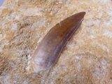 a fossil tooth on a rock in the sand