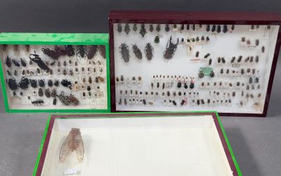 two boxes with different types of bugs in them on a table