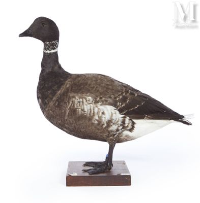 un canard noir et blanc posé sur un socle en bois