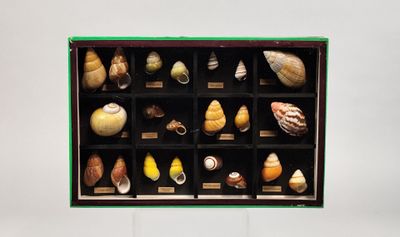 une vitrine contenant des coquillages, posée sur une table