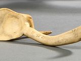 une défense d'éléphant posée par terre