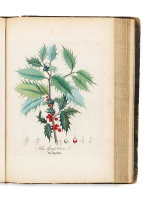 un livre ouvert sur lequel est dessiné un houx