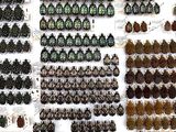 a lot of beetles that are on display on the wall