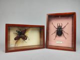 deux spécimens d'insectes encadrés dans des cadres en bois, posés sur une table