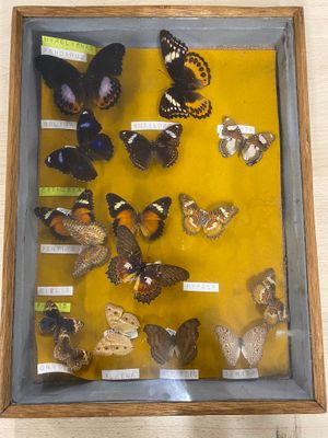 many different types of butterflies displayed in a display case