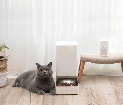 un chat allongé à côté d'un distributeur de nourriture