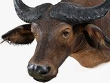 an image of an animal head with horns on a white background