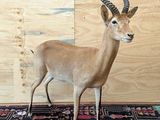 a fake antelope standing on a rug in a room