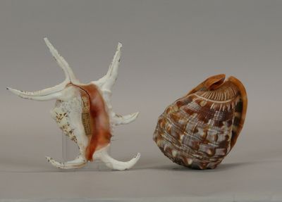 two seashells that are sitting next to each other