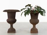 deux vases contenant des plantes, posés sur un sol en ciment