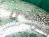 a close up of a green object on a table
