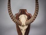 un crâne d'antilope fixé sur un bouclier en bois accroché au mur