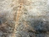 an image of a close up of a cow ' s skin