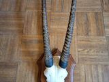 une antilope à deux cornes sur un mur en bois