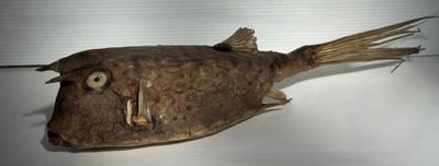 un poisson mort posé sur une table
