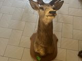 a deer head mounted on the wall of a kitchen