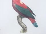 painting of a red and green parrot perched on a branch